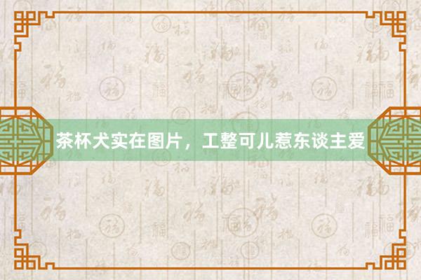 茶杯犬实在图片，工整可儿惹东谈主爱